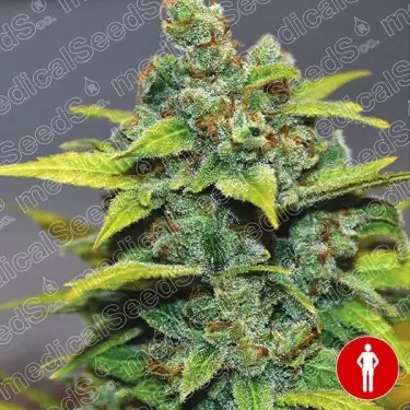 Banana Zkittlez Marijuana Plant