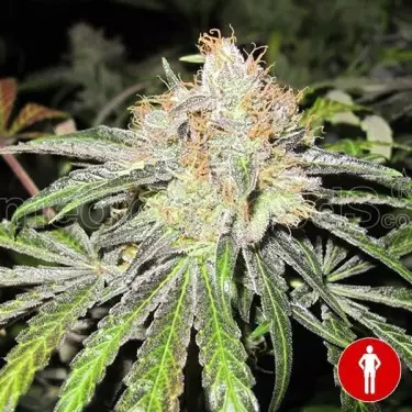 Deep Neville Regular de Medical Seeds - Grow Barato