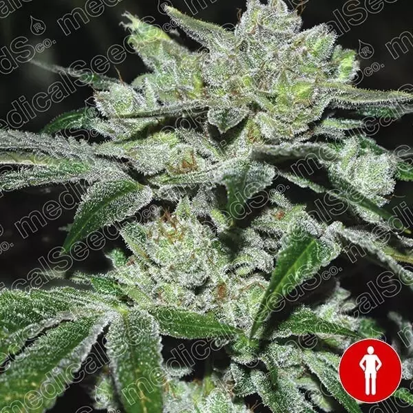 View Sour Glue Marijuana Plant