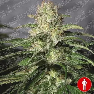 Og Kush CBD Cannabis Plant