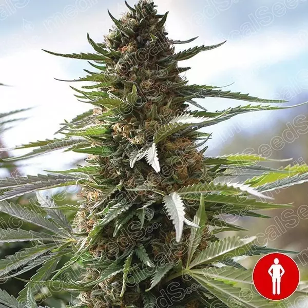 View Sobre Dawg Medical Seeds 100% feminizado - GB The Green Brand