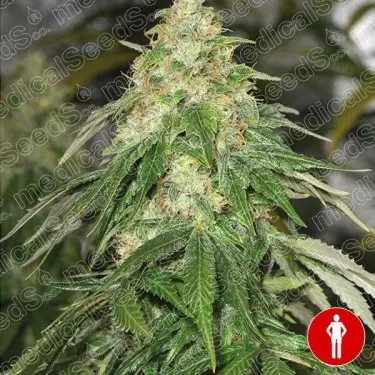 Some Sweet Cannabis Plant