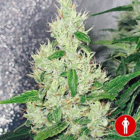 ▷ Comprar Y Griega Medical Seeds Feminizada - Grow Barato