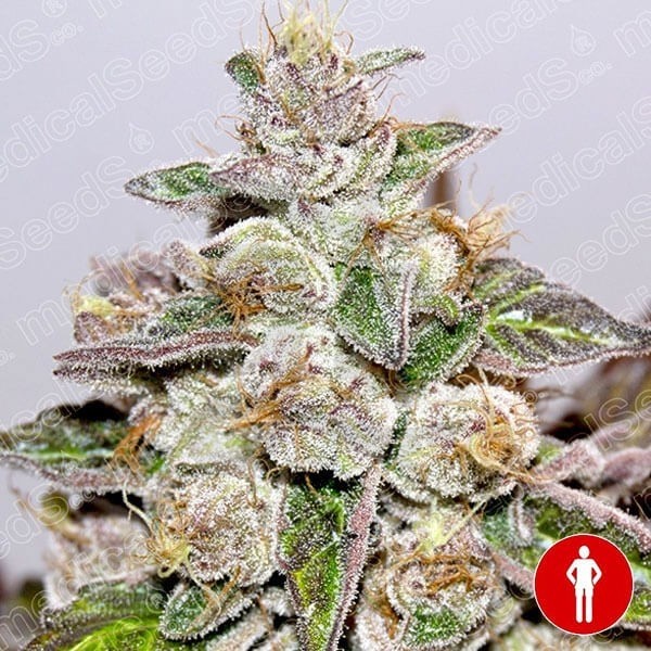 Plante de marijuana Mendocino Purple Kush