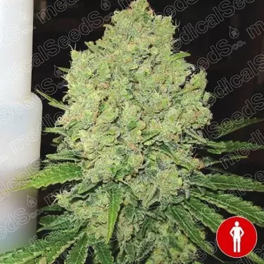 Prozack de Medical Seeds feminizadas - Grow Barato