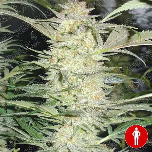 View White Widow cannabis plant
