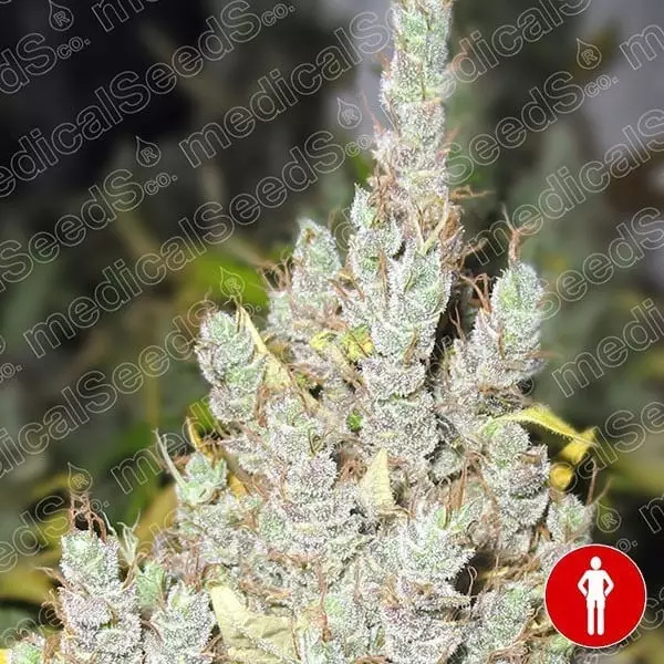 View 2046 - Medical Seeds