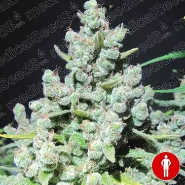 Malakoff marijuana plant