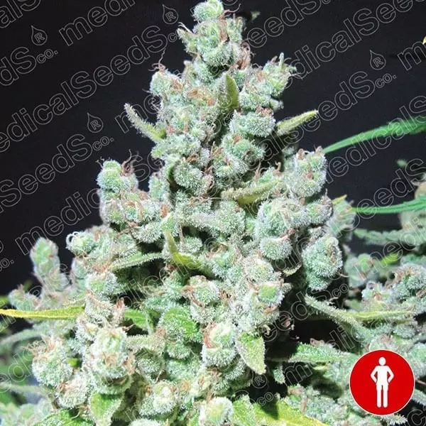 View Malakoff marijuana plant