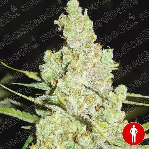 View 1024 Medical Seeds sementes feminizadas - GB The Green Brand