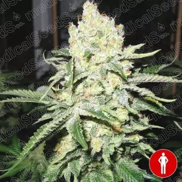 No Name de Medical Seeds feminizada - Grow Barato