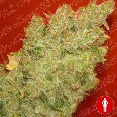 Jack la Mota de Medical Seeds feminizada - Grow Barato