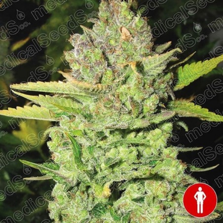 Devil Fruit de Medical Seeds feminizada - Grow Barato