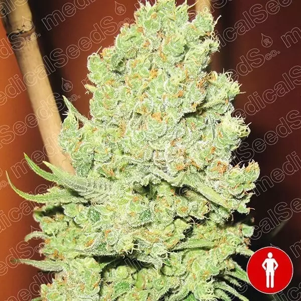 View Channel + semente feminizada de Medical Seeds - GB The Green Brand
