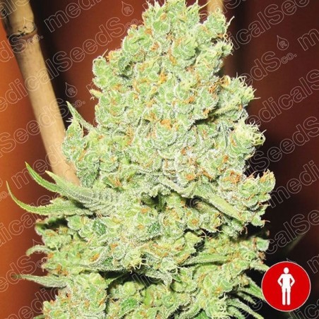 Channel + semilla feminizada de Medical Seeds - Grow Barato