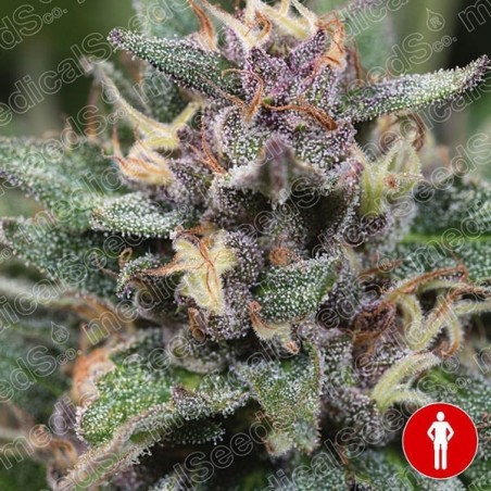 Blue Hell Auto de Medical Seeds feminizada - Grow Barato