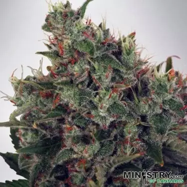Ultra White Amnesia de Ministry of Cannabis - Grow Barato