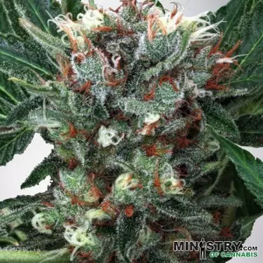 Zensation de Ministry of Cannabis feminizada - Grow Barato