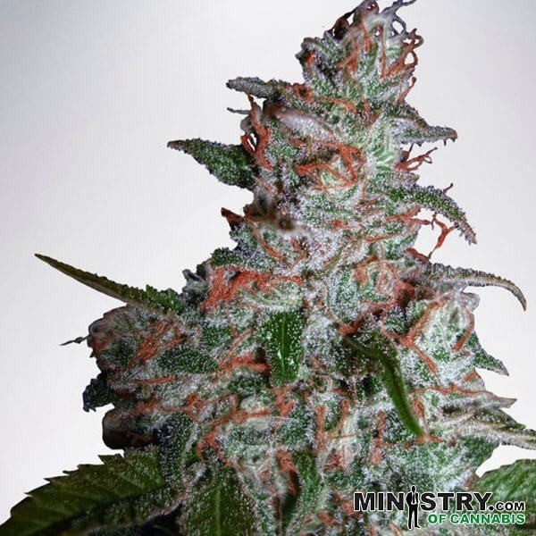 View Northern Lights Moc cannabis plant