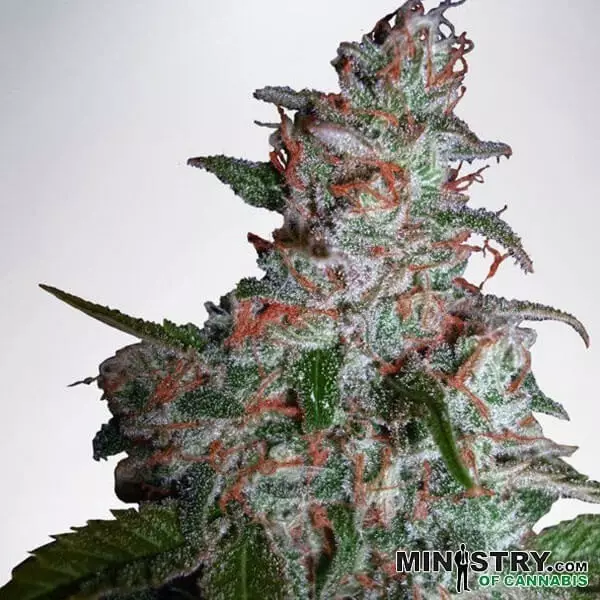 View Northern Lights MOC by Ministry of Cannabis