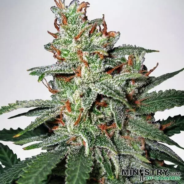 View Carnival cannabis plant