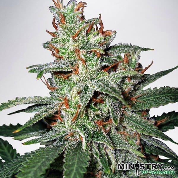 View Carnival de Ministry of Cannabis feminizada - Grow Barato