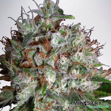Big Bud XXL marijuana plant