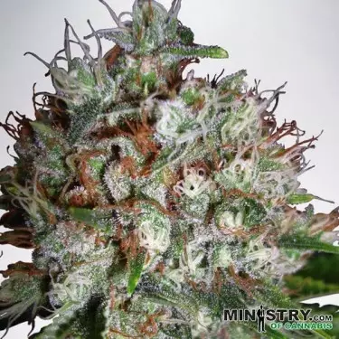 Big Bud XXL de Ministry of Cannabis - Grow Barato