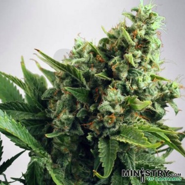 Auto White Widow cannabis plant