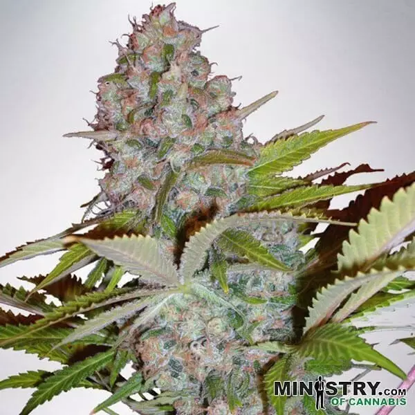 View Chesse NL Auto de Ministério de Cannabis - GB The Green Brand