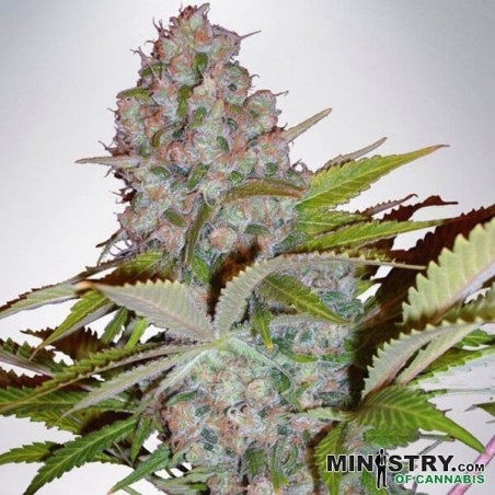 Chesse NL Auto de Ministry of Cannabis - Grow Barato