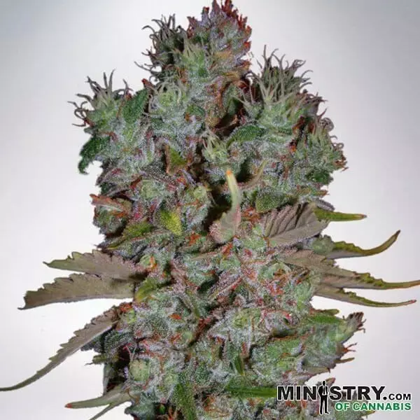 View Blueberry Domina Auto Ministério de Cannabis - GB The Green Brand