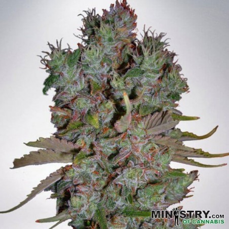Blueberry Domina Auto Ministry Of Cannabis - Grow Barato
