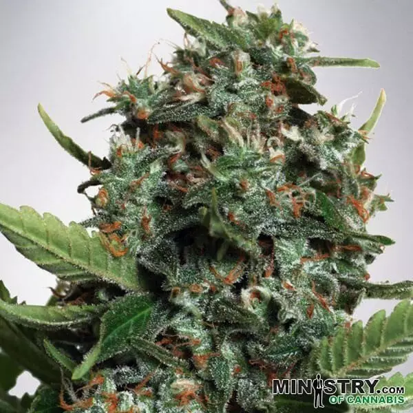 View Autopilot XXL do Ministério de Cannabis - GB The Green Brand