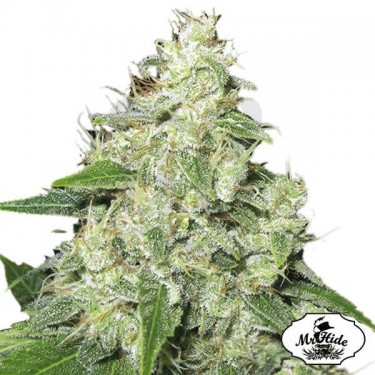 Mr. Sour-R Cannabis Plant