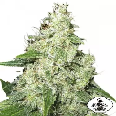 Mr. Sour-R Cannabis Plant