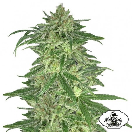 Mr. Gorilla Cream de Mr. Hide Seeds - Grow Barato