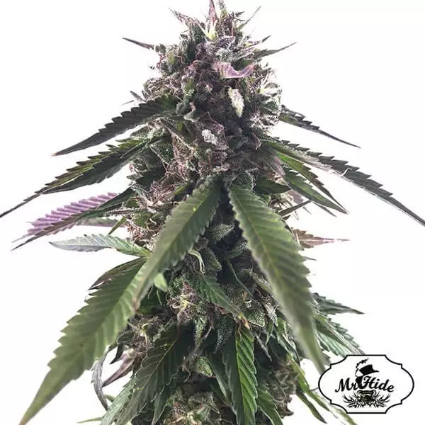 View Mr. Blueberry Bud Marijuana Plant