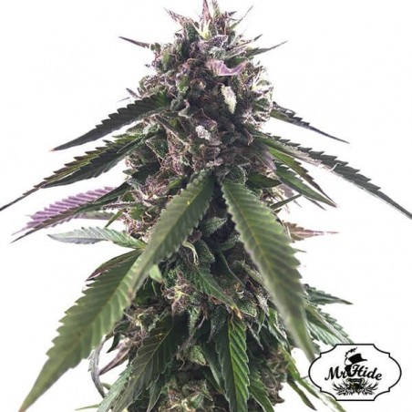 Mr. Blueberry Bud de Mr. Hide Seeds - Grow Barato