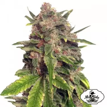 Mr. Big Candy Cannabis Seeds