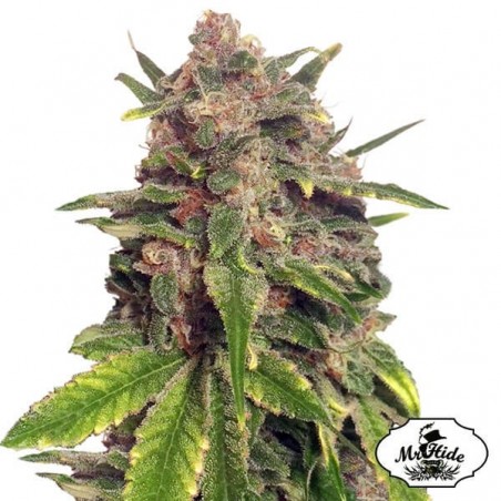 Mr. Big Candy de Mr. Hide Seeds gran sabor - Grow Barato