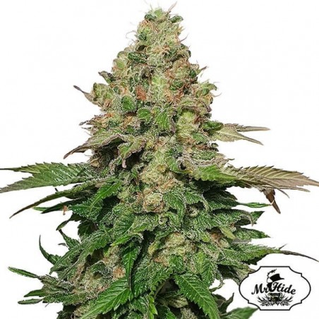 Semillas de Mr. Black Banana de Mr. Hide - Grow Barato