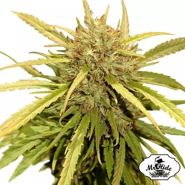 View Mr. Sugar Lemon Haze Cannabis Plant