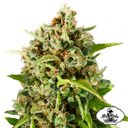 Mr. Mother Earth - Mr Hide - 100% feminizada - Grow Barato