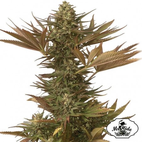 Mr. Eiden Mass - Mr Hide - 100% feminizada - Grow Barato
