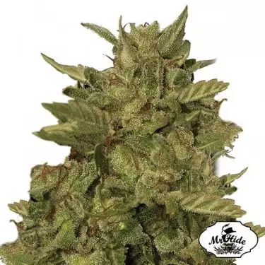 Mr. California Pearl Cannabis Plant