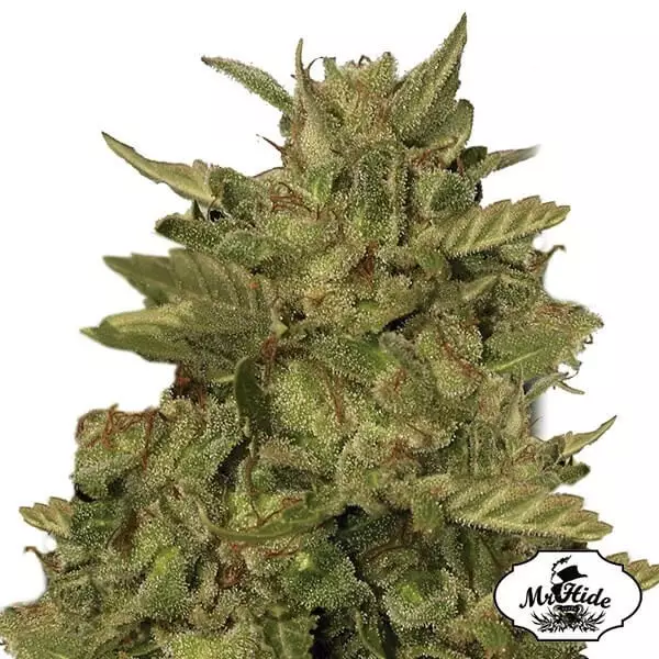 View Mr. California Pearl Cannabis Plant