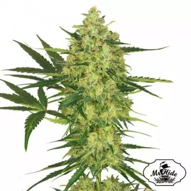 Mr. Cheese Mass Cannabis Plant