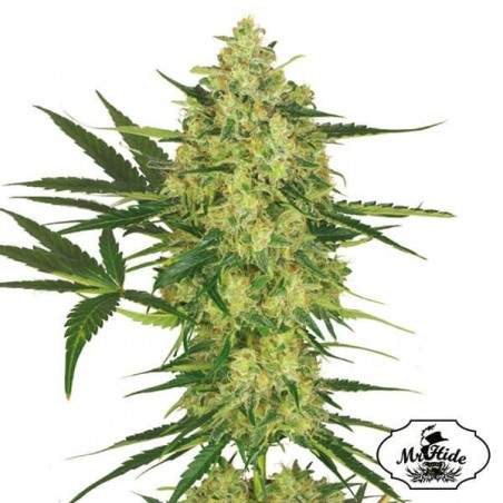 Mr. Cheese Mass - Mr Hide - 100% feminizada - Grow Barato