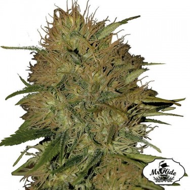 Plante de cannabis Mr. Jack Mass